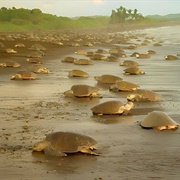 Tortuguero, Costa Rica