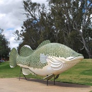 Big Murray Cod