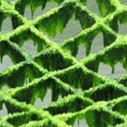 Monostroma Kuroshiense