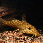 Giraffe Catfish