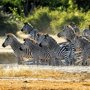Lower Zambezi National Park, Zambia