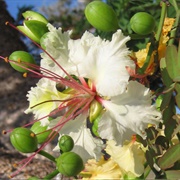 Tara (Delonix Edulis)