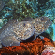 Spotted Wolffish