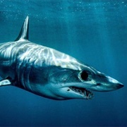 Short Fin Mako