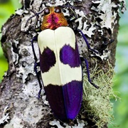 Red Speckled Jewel Beetle