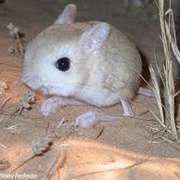 Lesser Egyptian Jerboa