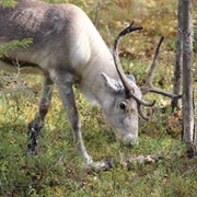 Salla Reindeer Park