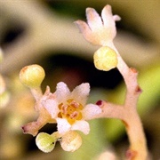 Queensland Walnut (Endiandra Palmerstonii)