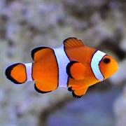 Common Clownfish