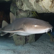 Nurse Shark