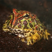 Argentine Horned Frog