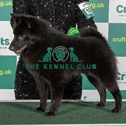 Schipperke
