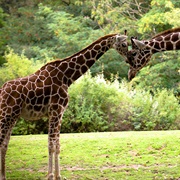 Woodland Park Zoo, Seattle