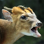 Barking Deer