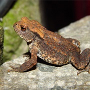 European Toad