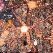 Daisy Brittle Star