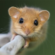 Common Dormouse