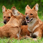 Dhole