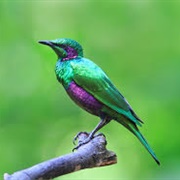 Emerald Starling