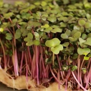 Kohlrabi Sprouts