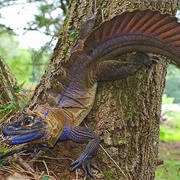 Philippine Sailfin Lizard