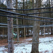 Madava Farms at Crown Maple