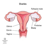 Ovary
