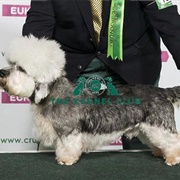 Dandie Dinmont Terrier