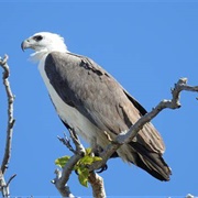 White Bellied Sea Eagle
