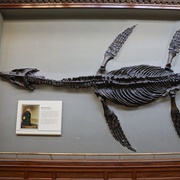 Mary Anning's Plesiosaur