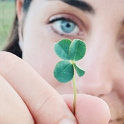 Find a Four Leaf Clover
