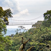 Canopy Walkway, Rwanda