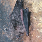 Northern Leaf-Nosed Bat