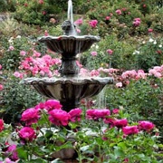 International Rose Test Garden, Portland, OR