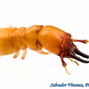 Marginitermes Hubbardi