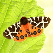 Garden Tiger Moth