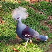 Common Crowned Pigeon