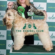 Soft Coated Wheaton Terrier