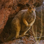 Rothschild's Rock-Wallaby
