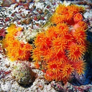 Orange Cup Coral