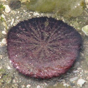 Common Sand Dollar