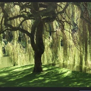 Sitting Under a Willow