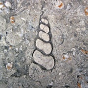 Ohio Statehouse Fossils
