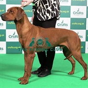 Rhodesian Ridgeback