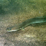 European Eel