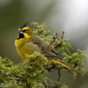Yellow Cardinal