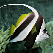 Pennant Coral Fish