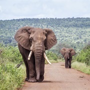 Kruger National Park (South Africa)