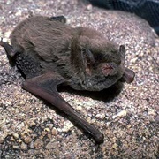 Northern Bent-Wing Bat