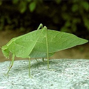 Katydid